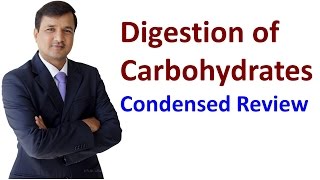 Carbohydrates Digestion [upl. by Asamot]