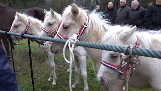 PAARDENMARKT LOTTUM 2024 Part 1 [upl. by Gerianna]