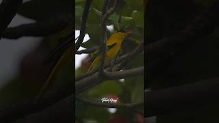 Blacknaped Oriole call early morning blacknapedoriole wildlife birdsoflangkawi langkawi [upl. by Dhiren521]