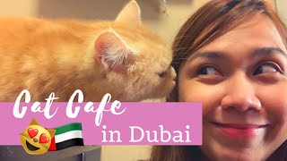 CAT CAFE IN DUBAI  Ailuromania Cat Cafe [upl. by Osgood]