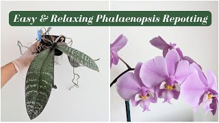 Lazy Weekend Orchid Repotting Easy Tips to Repot Your Phalaenopsis Orchids [upl. by Ahsiekahs]