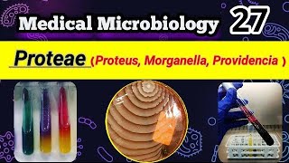 Proteus Morganella Providencia Proteae group شرح بالعربي [upl. by Nuhsed]