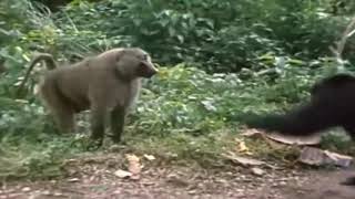 2 Chimpanzees VS Baboon [upl. by Robbie]