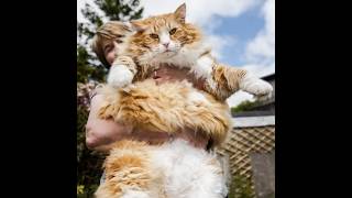 The Largest Norwegian Forest Cats [upl. by Elacim]