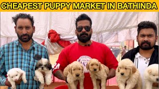 Wholesale Dog Market In Bathinda Punjab🔥 Dog Market In Punjab 2024 😱 Mr Naveen Vlogs [upl. by Ojibbob]