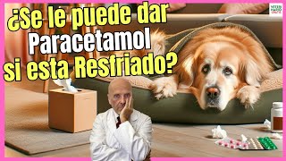 🔴 ¿SE LE PUEDE DAR PARACETAMOL A UN PERRO RESFRIADO 🔴 [upl. by Amsa]