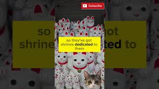 Fun Facts Did you know about the quotCat Islandquot also known as Tashirojima in Japan facts shorts [upl. by Eelrebmyk]