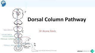 Dorsal Column Medial Lemniscus Pathway  Neuro Physiology  Firstyear MBBS [upl. by Arahahs]