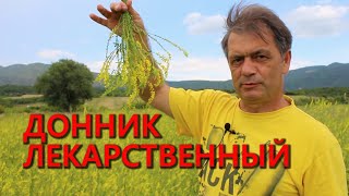 Донник лекарственныйmelilotus officinalis [upl. by Douty]