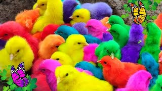 Menangkap ayam lucu ayam warna warni ayam rainbow bebek angsa ikan hias ikan cupang Kelinci [upl. by Thapa]