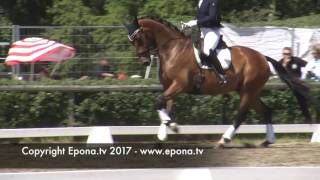 Falsterbo Horse Show warm up arena  part 1 [upl. by Elitnahc]