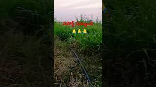 Village  agriculture  YouTube shorts  viral video  trending songs pleasesubscribe  cow [upl. by Yorled751]