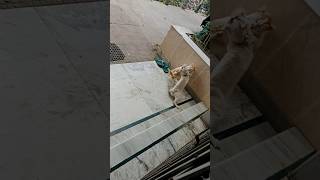 Cat fight dangerous cat funny fight ytshorts viralshorts [upl. by Odlaner34]