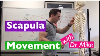 Scapula Movement  Functional Anatomy [upl. by Ada]