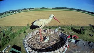 Wenn es nicht genug zu essen gibt20220614Storchennest Hungen [upl. by Rois]