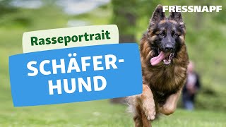 Rasseportrait Deutscher Schäferhund [upl. by Tlihcox804]