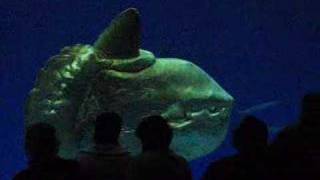 Sunfish amp Great White Shark [upl. by Aldrich848]