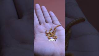 Fish k liye Vimal mealworms fish animal pets funnyanimals [upl. by Enirhtac]