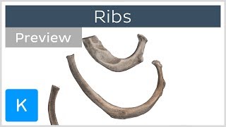 Ribs preview  Types Location amp Landmarks  Human Anatomy  Kenhub [upl. by Richia366]