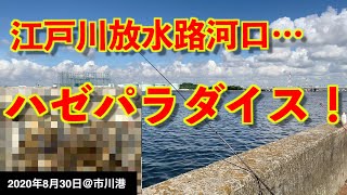 【市川港で釣り】江戸川放水路のさらに河口で釣りしてみたら…まさかのハゼの聖地より釣れてしまった…！？仕掛け紹介あり！《2020年8月30日》 [upl. by Anrev]