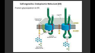 Lecture 3 Protein glycosylation in ER [upl. by Anidnamra210]