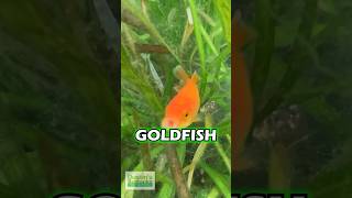 Goldfish Cased By Killifish Jerk  PART 1 [upl. by Sik278]