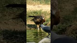 चील पानी कैसे पीती है  eagle drank water eagle shortvideo youtubeshorts birds shortsfeed [upl. by Anitak]