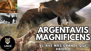 Argentavis magnificens EL AVE GIGANTE de los cielos argentinos gigante préhistória prehistoric [upl. by Nagaer]