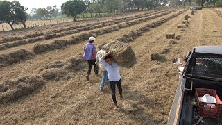 Este es el mejor pasto para sembrar en tu finca [upl. by Marley]