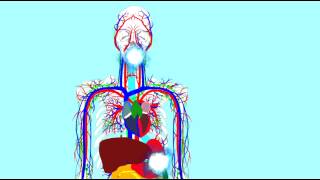 DIGESTIVE ENZYMES LIPASES 1 [upl. by Onfre318]