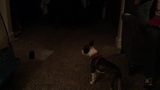 Boston Terrier Barking [upl. by Solnit856]