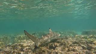 Black Tip Reef Shark at Heron island [upl. by Sanders]