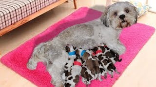 Longhaired Lhasa Apsos dog giving birth to cute puppies [upl. by Arlene891]