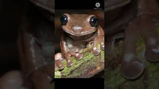 Shorts chocolate frog Litoria mira [upl. by Amathist]