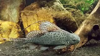 Synodontis Eupterus aka African Featherfin Squeaker Catfish [upl. by Beal794]