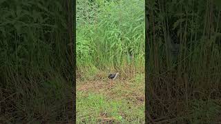 Whitebreasted waterhen Birds 2 [upl. by Eixam]