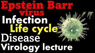 Epstein Barr virus EBV  infection symptoms and life cycle [upl. by Haff]