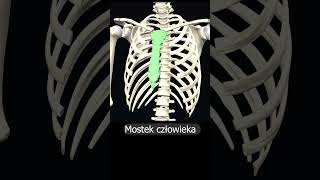 Mostek człowieka uczymy razem shorts anatomia medycyna 3d anatomy [upl. by Fu]