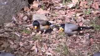 野鳥撮影・ コイカル Yellowbilled Grosbeak [upl. by Harhay355]