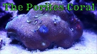 The Porites Coral The Whole Story [upl. by Shewmaker]