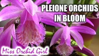 Pleione orchids in bloom  Pleione Berapi Purple Sandpiper [upl. by Mosier]