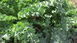 Milk thistle Silybum marianum Cultivation India [upl. by Ifen]