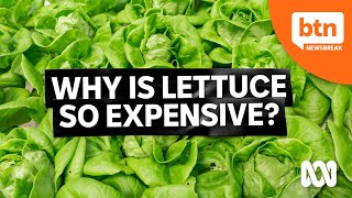 Australias Great Lettuce Crisis Explained [upl. by Pol]