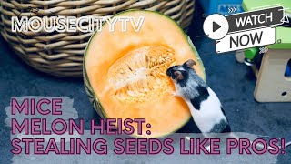 Mice Melon Heist Stealing Seeds Like Pros  MouseCityQuickTV [upl. by Namien]