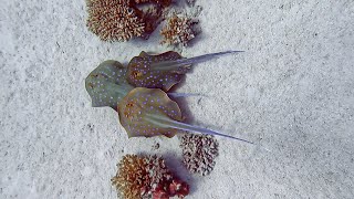 Bluespotted Stingray Birth  Marsa Shagra  29082021 [upl. by Uda575]