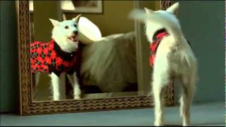 Petco Commercial  Your Pets Knows When it looks Good [upl. by Michaelina401]