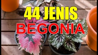 Sudah Punya Tanaman Hias Ini 44 Jenis Begonia Terbaru dan Terpopuler  Begonia Species Plants [upl. by Sayles]