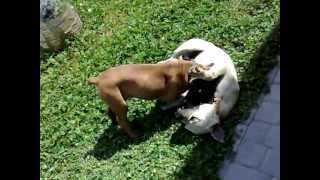 Little Boerboel vs Pitbull [upl. by Klos]