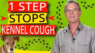 Kennel Cough In Dogs Symptoms and Natural Home Treatment [upl. by Plante]