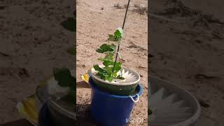 Testing Groasis Waterboxx in Mojave Desert California l Part 1 [upl. by Sill]